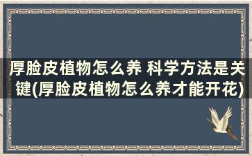 厚脸皮植物怎么养 科学方法是关键(厚脸皮植物怎么养才能开花)